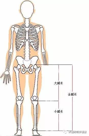 人总共有多少骨头