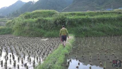 梦见自己打谷子