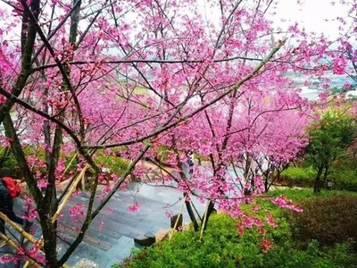 福建哪里可以看樱花
