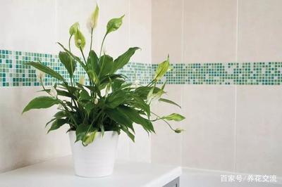 适合养在卫生间的植物