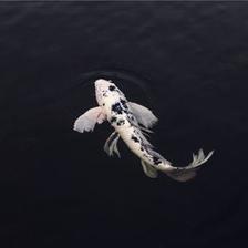 梦见和别人一起捉鱼