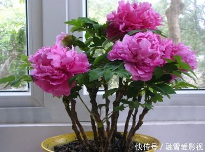 牡丹花在家里养好不好