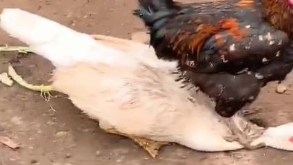 鸭子打一生肖