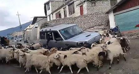 开车撞死羊后逃构成犯罪吗