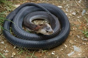 孕妇梦见打死一条黑蛇