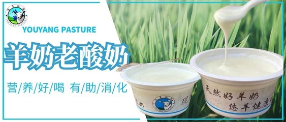 羊奶粉能做酸奶吗