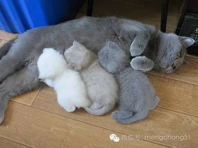 母猫怀孕可以洗澡吗