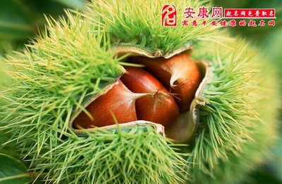 周公解梦梦见捡板栗