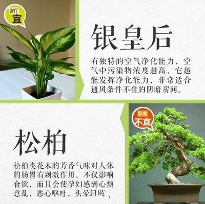 兰花对孕妇有影响吗