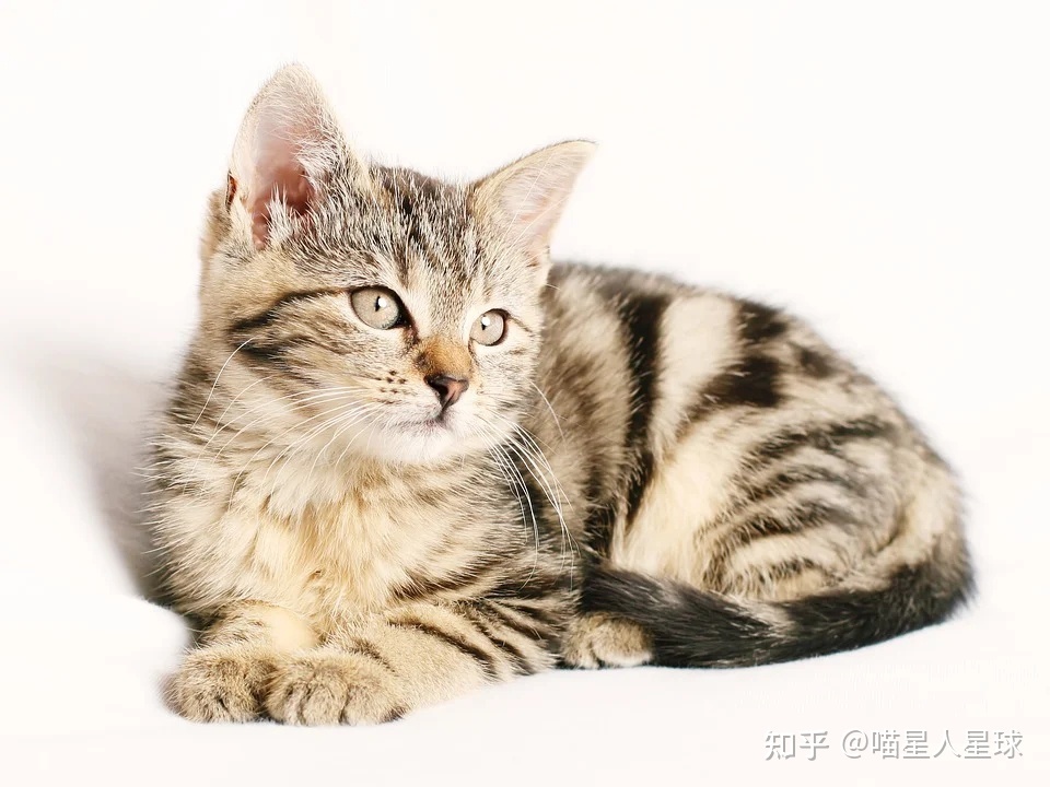 猫咪多大算一岁