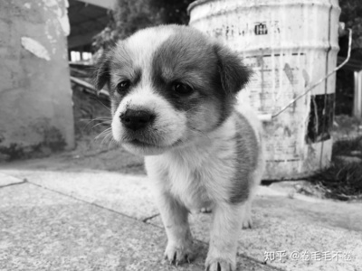公狗的英文名