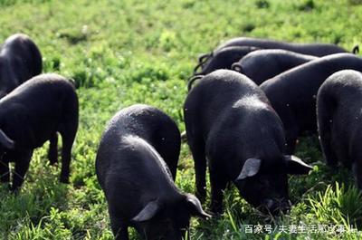 周公解梦梦见吃猪肉