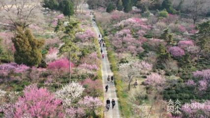 常州红梅公园樱花