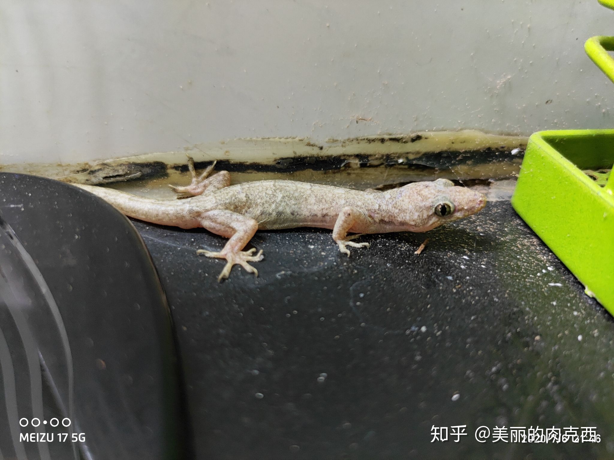 厨房有壁虎