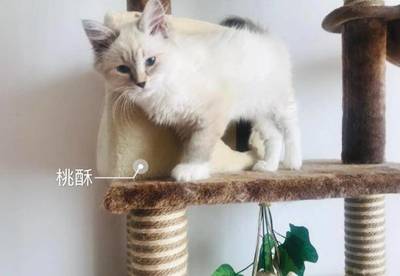 猫咪皮炎怎么治疗