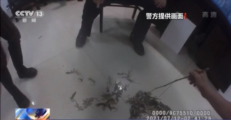 河南2男子捉44只壁虎被刑拘，法律紅線不容觸碰