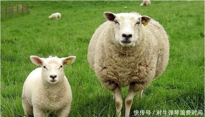 一家三个属羊的好不好