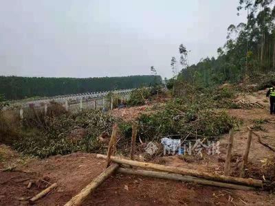 公路边的树砍了犯法吗