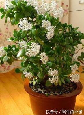 寓意发财的花