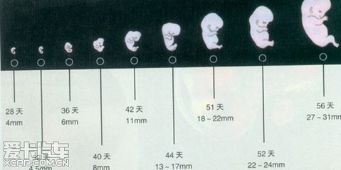 两个月胎儿