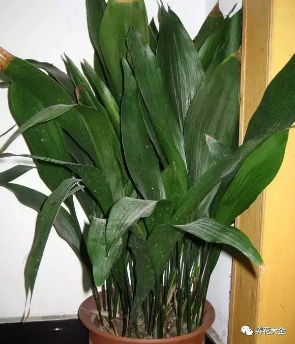 室内观叶植物100种