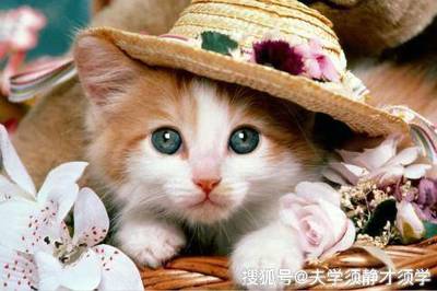 好听的狐狸名字