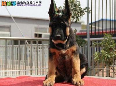 东西德牧幼犬