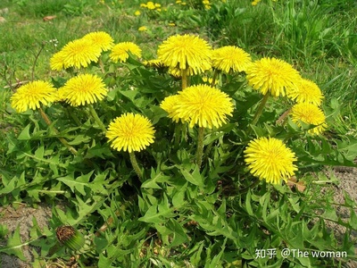 菊花蒲公英泡水的功效