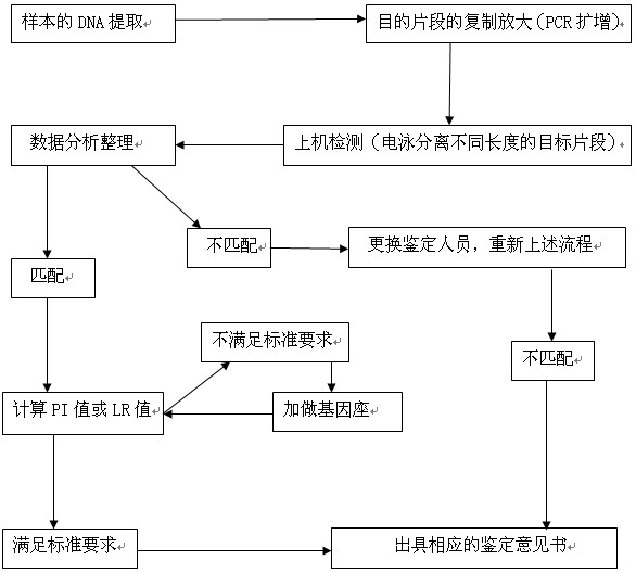 dna鉴定流程