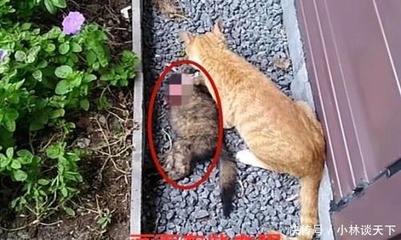 怀孕的猫会吐吗