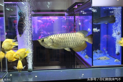 金龙鱼多少尺寸好养