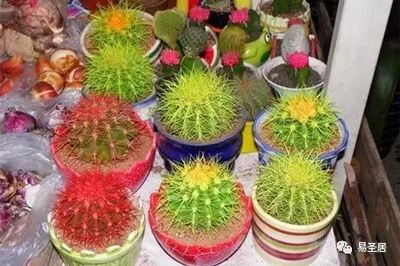 仙人球的摆放风水禁忌