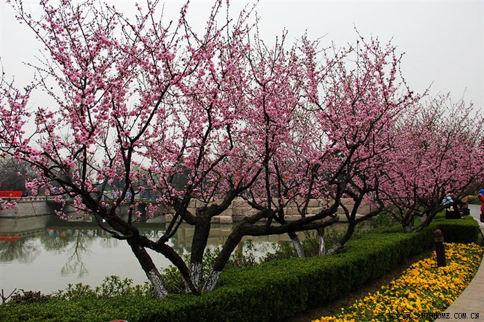 常州红梅公园樱花