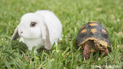 狡兔三窟是什么生肖