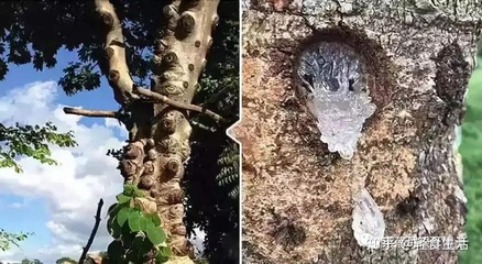 孕妇能喝雪燕吗