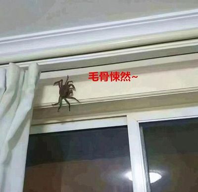 房间有个大蜘蛛怎么办