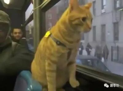 Pet 猫可以上公交车吗,太空舱猫包允许带上公交车吗?