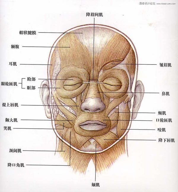 脸部构造