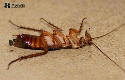 蟑螂有什么危害