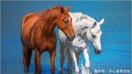 78属马一生有几次婚姻
