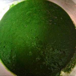 什么菜汁和面颜色最绿
