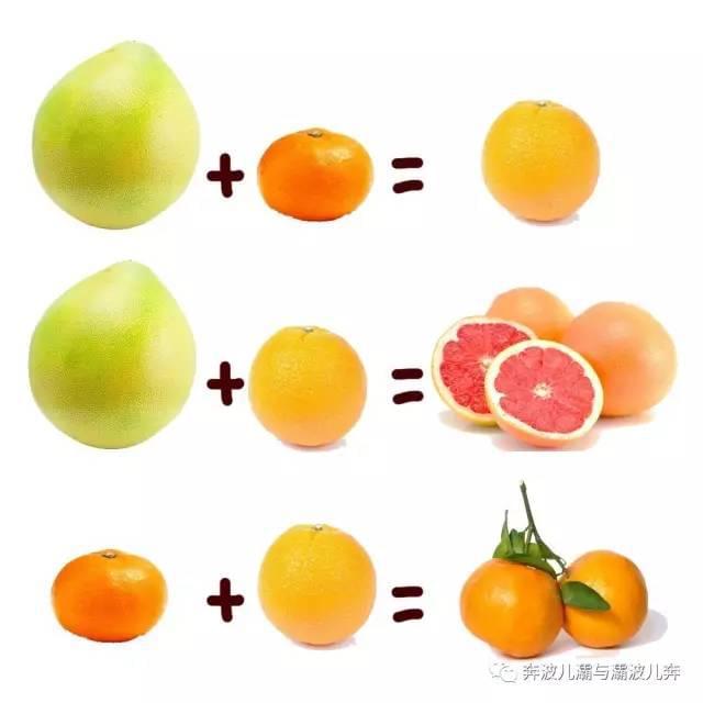 橙子与柚子有什么区别