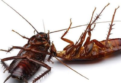 蟑螂不吃不喝能活几天