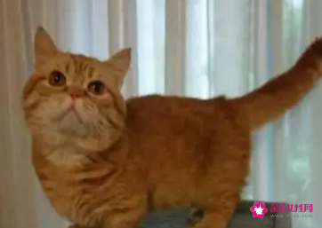 猫咪多大会怀孕