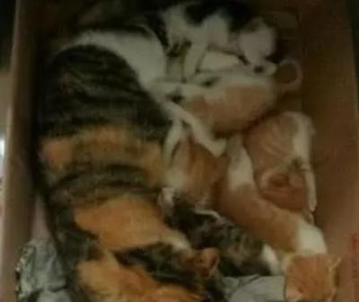 猫怀孕了