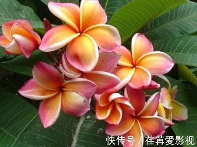 白莲花代表什么生肖