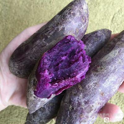 6个月宝宝可以吃紫薯吗