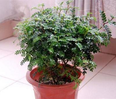 卧室适合养的植物