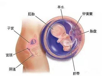 怀孕低血压对胎儿有什么影响