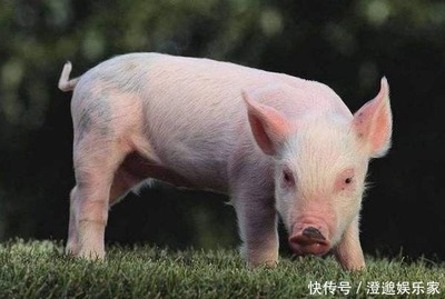 十月寒冬是什么生肖